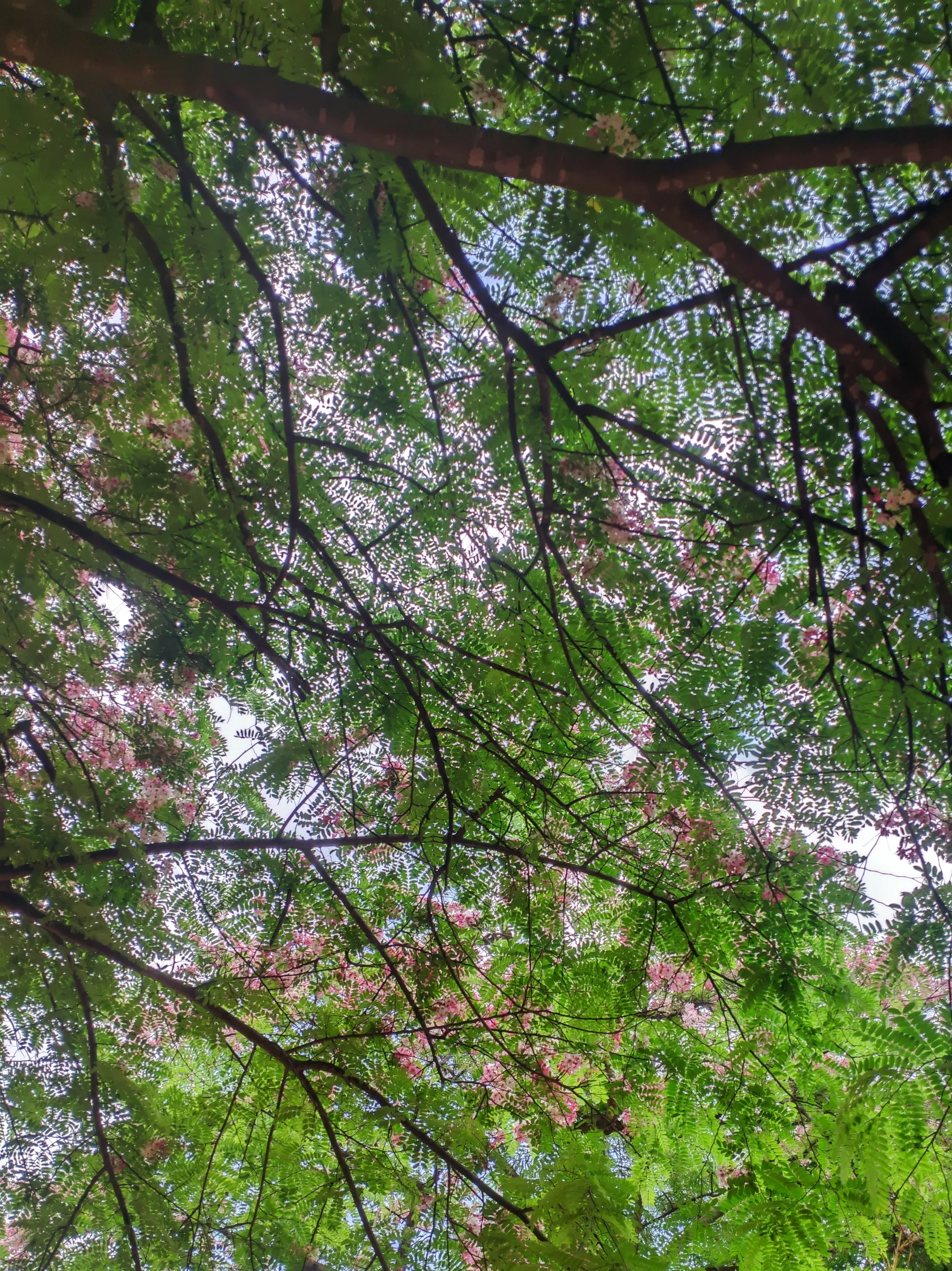 Some mandatory cherry blossom
